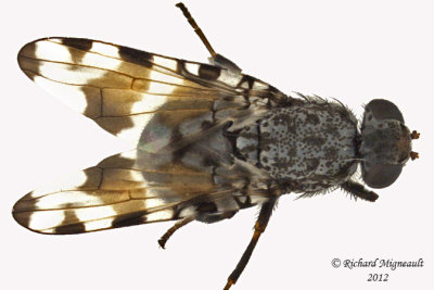 Picture-winged Fly - Pseudotephritis vau 2 m12