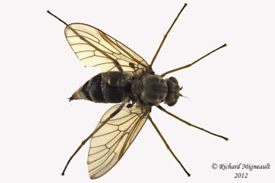 Snipe Fly - Chrysopilus sp2 2 m12