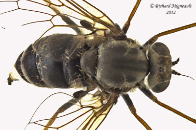 Snipe Fly - Chrysopilus sp2 3 m12