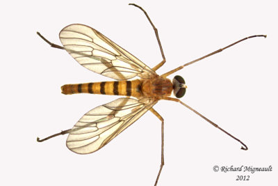 Snipe Fly - Rhagio gracilis 1 m12