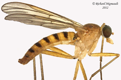 Snipe Fly - Rhagio gracilis 2 m12
