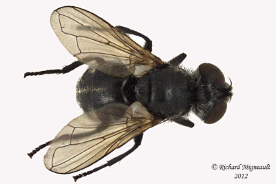 Tachinidae - Gymnoclytia immaculata 2 m12