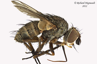 Tachinidae - Siphona sp1 1 m12