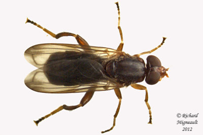 Syrphid Fly - Hammerschmidtia ferruginea 1 m12