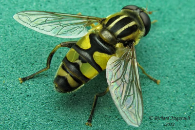 Syrphid Fly - Helophilus fasciatus m12