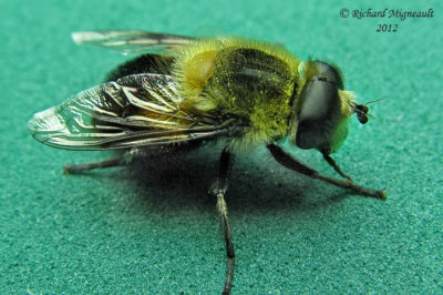 Syrphid Fly - Eristalis anthophorina 1 m12