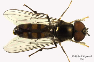 Syrphid Fly - subgenus Platycheirus 1 m12