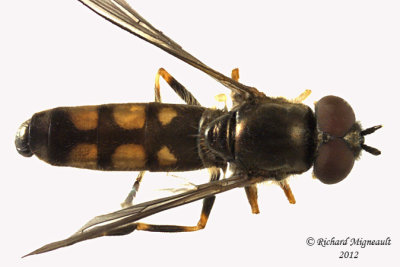 Syrphid Fly - Platycheirus sp1 1 m12