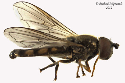 Syrphid Fly - Platycheirus sp1 2 m12