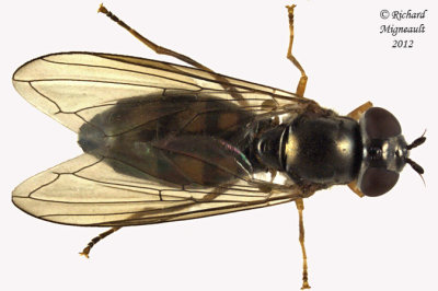Syrphid Fly - Melanostoma mellinum3 1 m12