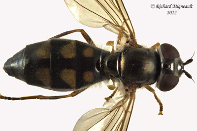 Syrphid Fly - Melanostoma mellinum3 2 m12