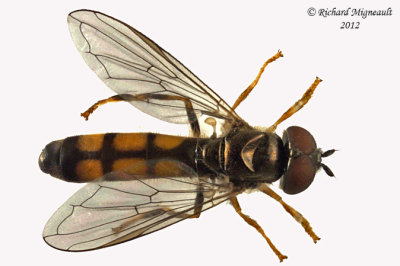 Syrphid Fly - Platycheirus sp m12