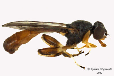 Syrphid Fly - Sphegina rufiventris 1 m12