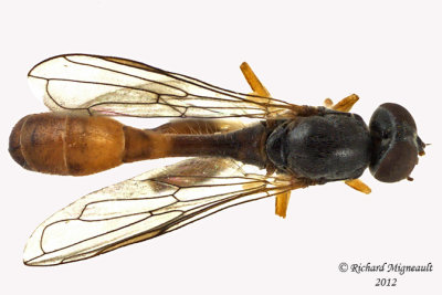Syrphid Fly - Sphegina rufiventris 2 m12