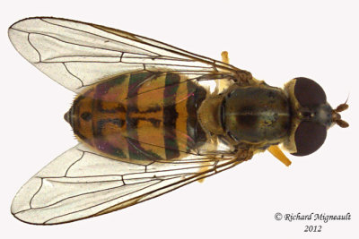 Syrphid Fly - Toxomerus marginatus 1 m12