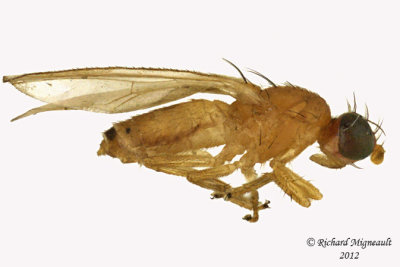 Anthomyzidae - Anthomyza, pallida species group  1 m12 3,2mm 