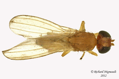 Anthomyzidae Flies