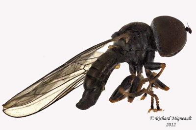 Big-headed Fly - Pipunculus sp 1 m12 4,1mm 