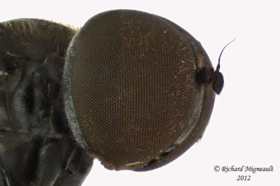 Big-headed Fly - Pipunculus sp 2 m12 4,1mm 