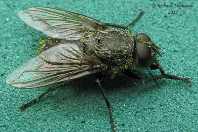 Polleniidae - Pollenia sp 1 m12
