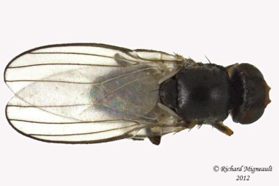 Frit Fly - Dicraeus sp 2 m12