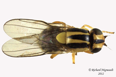 Frit Fly - Thaumatomyia sp1 1 m12