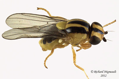 Frit Fly - Thaumatomyia sp1 2 m12