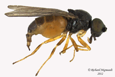 Frit Fly - Oscinellinae sp 1 m12