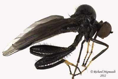 Hybotid Dance Fly - Euhybus sp 1 m12