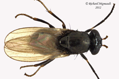 Lauxaniidae - Lauxania shewelli sp1 2 m12