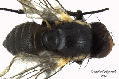 Leaf Miner Fly - Calycomyza sp2 2 m12
