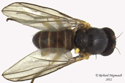 Leaf Miner Fly - Cerodontha sp, Subgenus Poemyza 2 m12