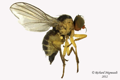 Leaf Miner Fly - Liriomyza sp1 1 m12
