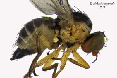 Leaf Miner Fly - Liriomyza sp1 2 m12