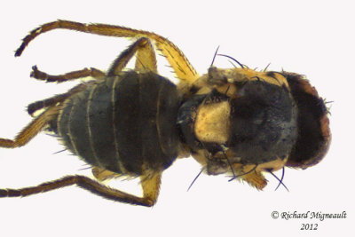 Leaf Miner Fly - Liriomyza sp1 3 m12