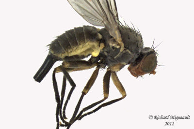 Leaf Miner Fly - Phytomyza sp1 1 m12