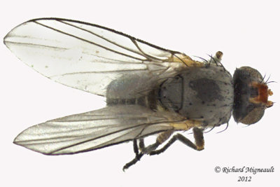 Leaf Miner Fly - Phytomyza sp1 2 m12