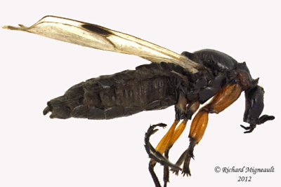 March Fly - Dilophus sp1 1 m12