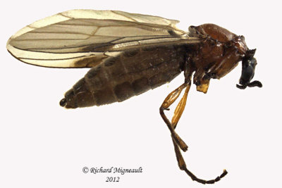 March Fly - Dilophus sp2 1 m12