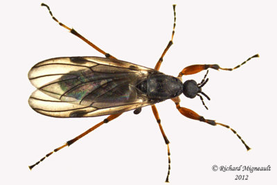 March Fly - Bibio xanthopus m12