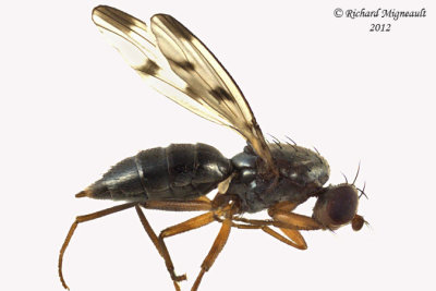 Opomyzidae - Geomyza tripunctata  1 m12