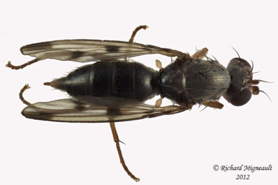 Opomyzidae - Geomyza tripunctata  2 m12