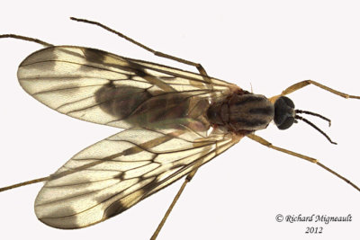 Wood Gnat - Sylvicola fenestralis 3 m12