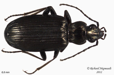 Ground beetle - Bembidion planatum 1 m11