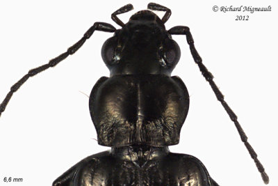 Ground beetle - Bembidion planatum 2 m11