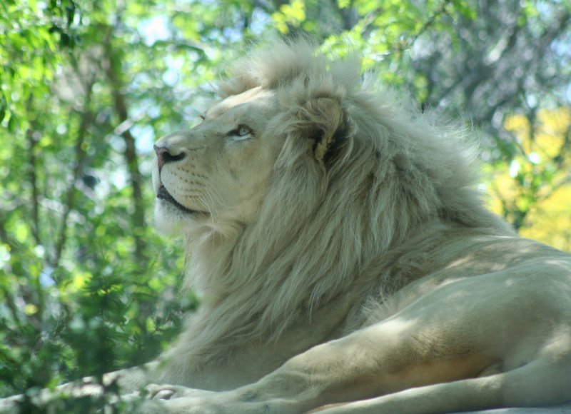 Mufasa!