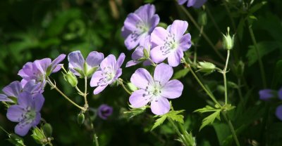 Just one of many beautiful flowers along the paths.