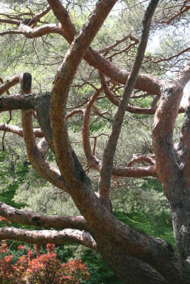 Really cool climbing tree (that you can't climb on)