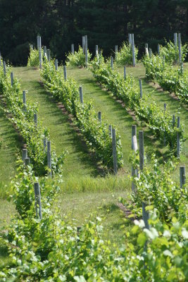 Michigan Vineyards