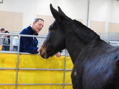 2013 Horse Expo